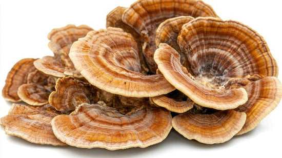 Turkey Tail